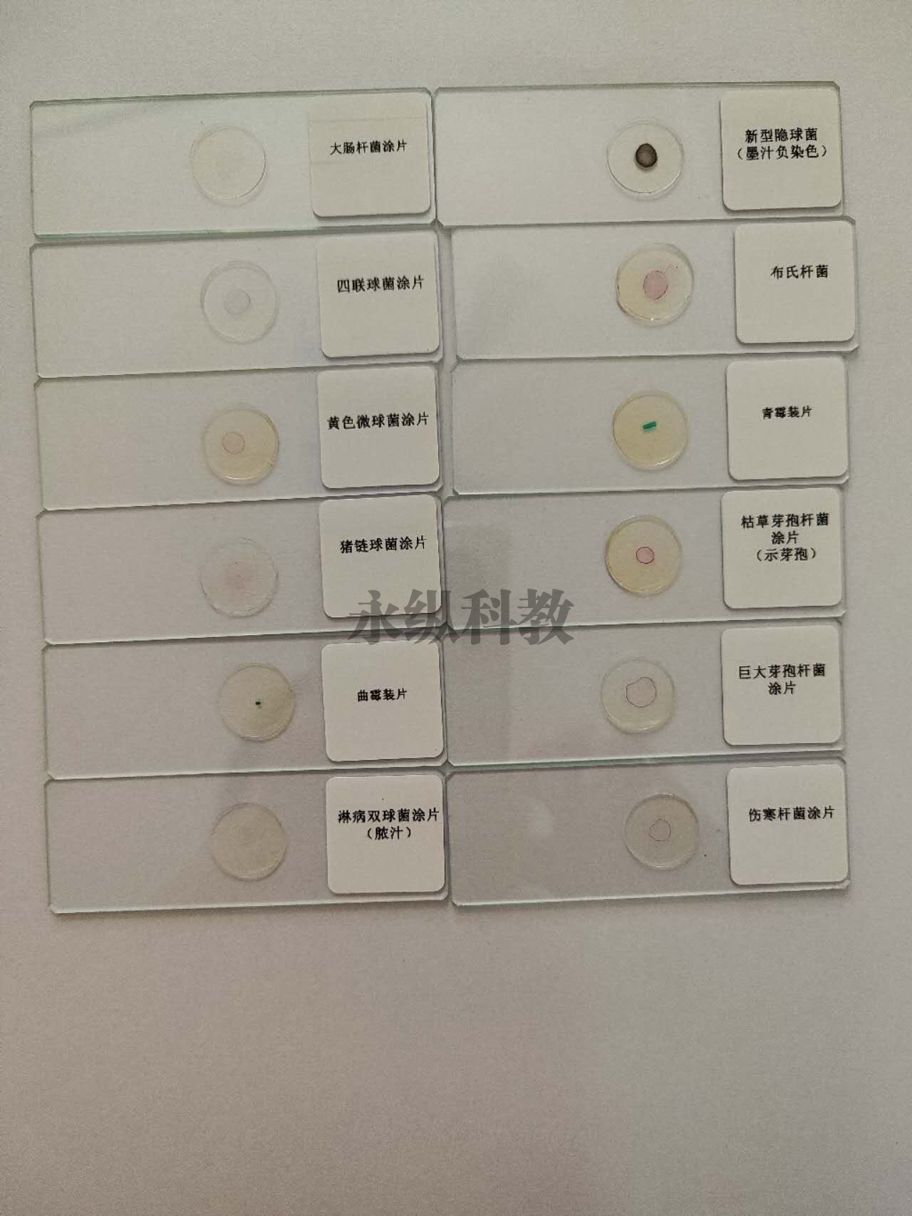 滁州微生物切片