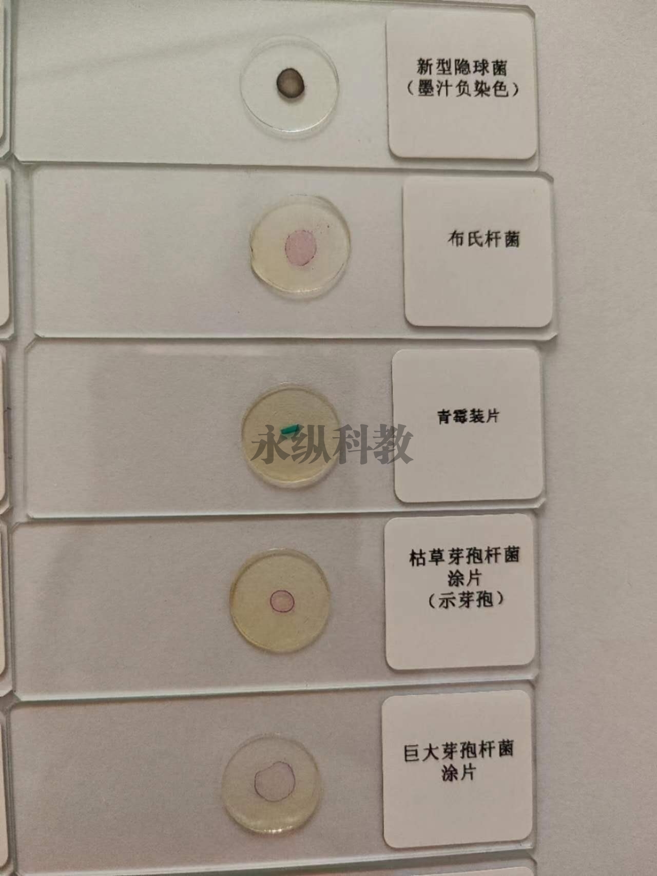 徐州微生物切片