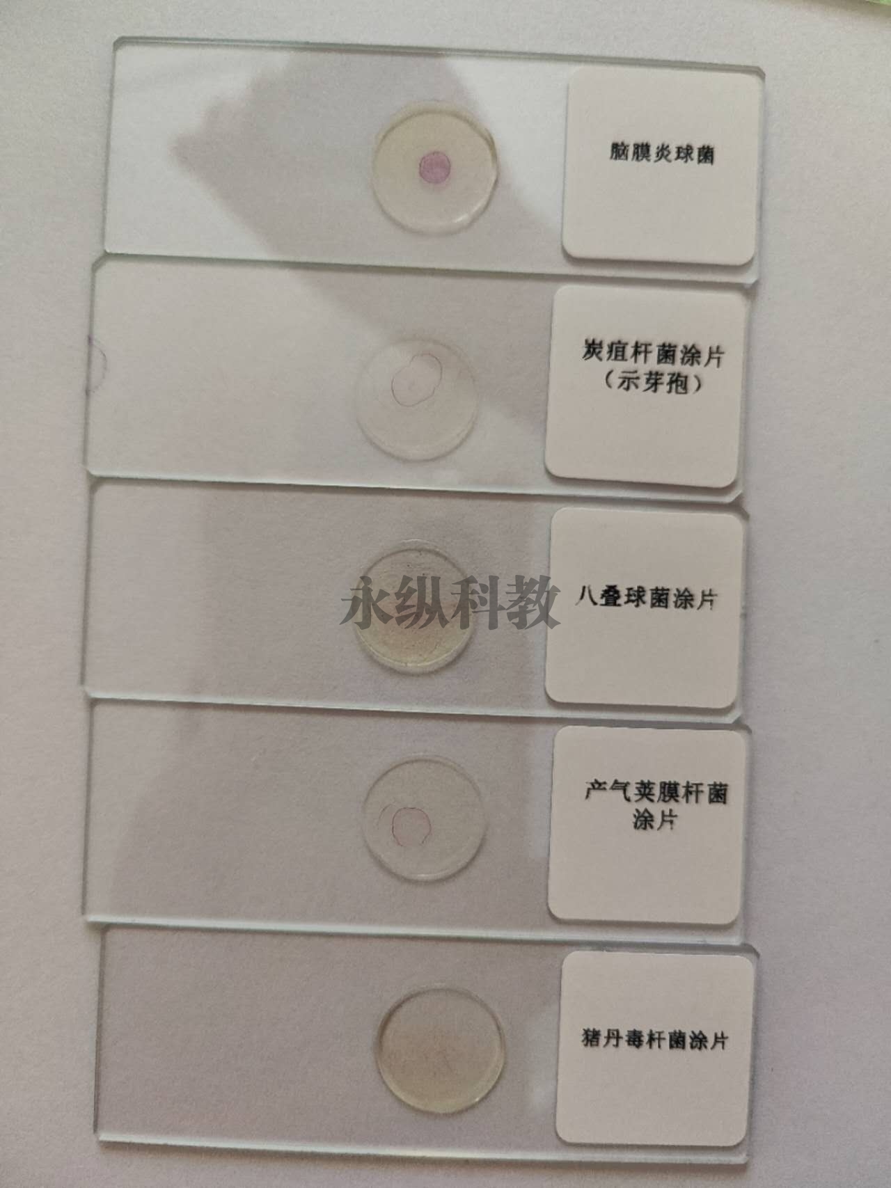 潜江微生物切片