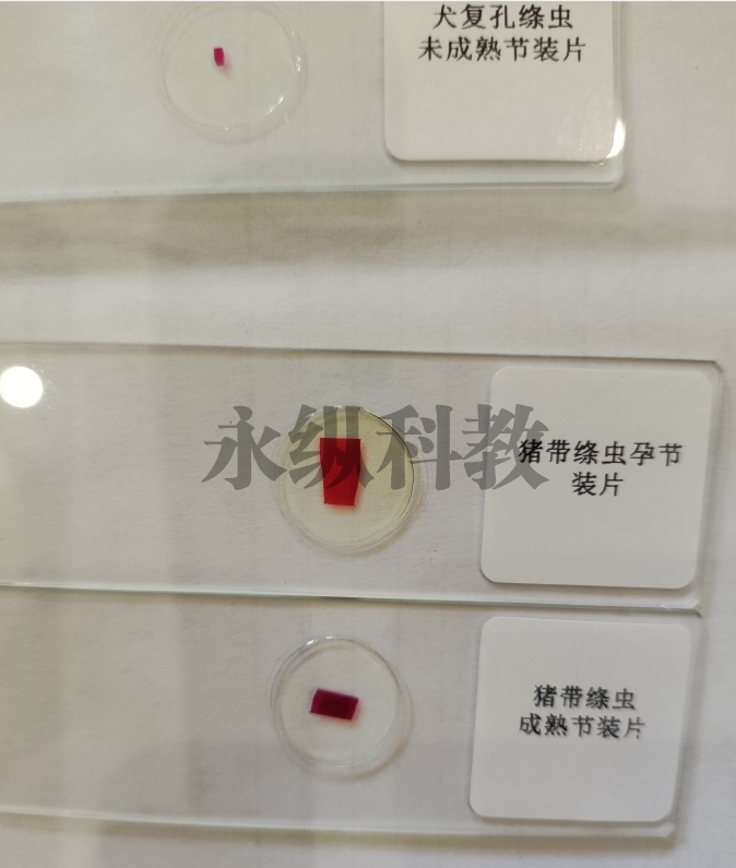 北京 寄生虫切片
