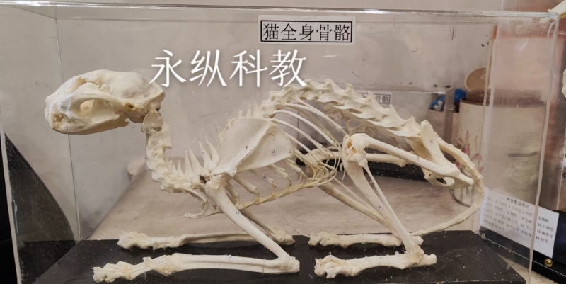 动物骨骼标本
