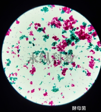 生物切片制作方法及其步骤有哪些