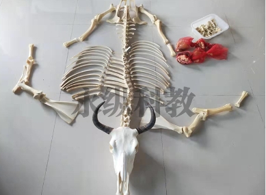 浅谈动物骨骼标本的制作工艺及价值