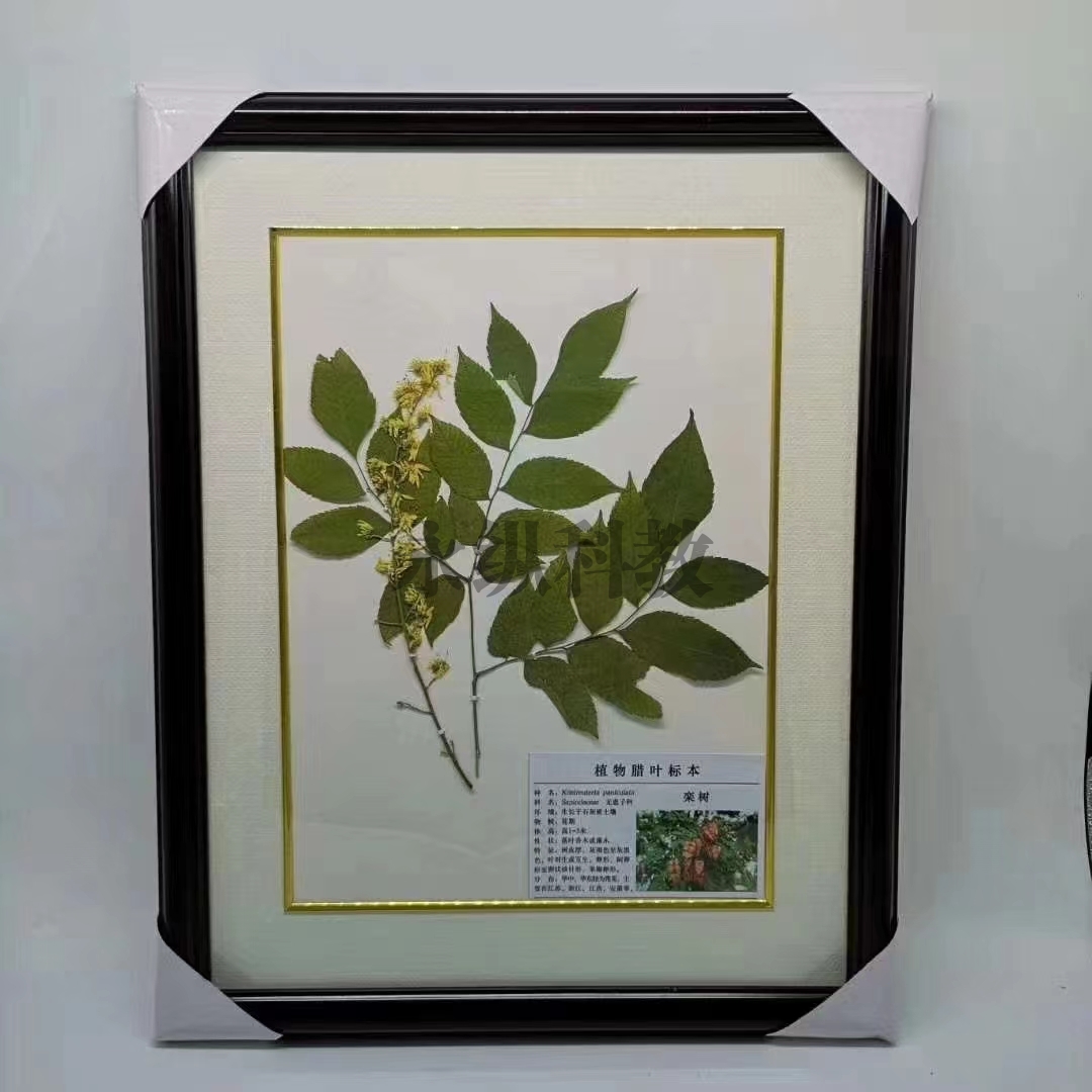 泸州植物腊叶标本