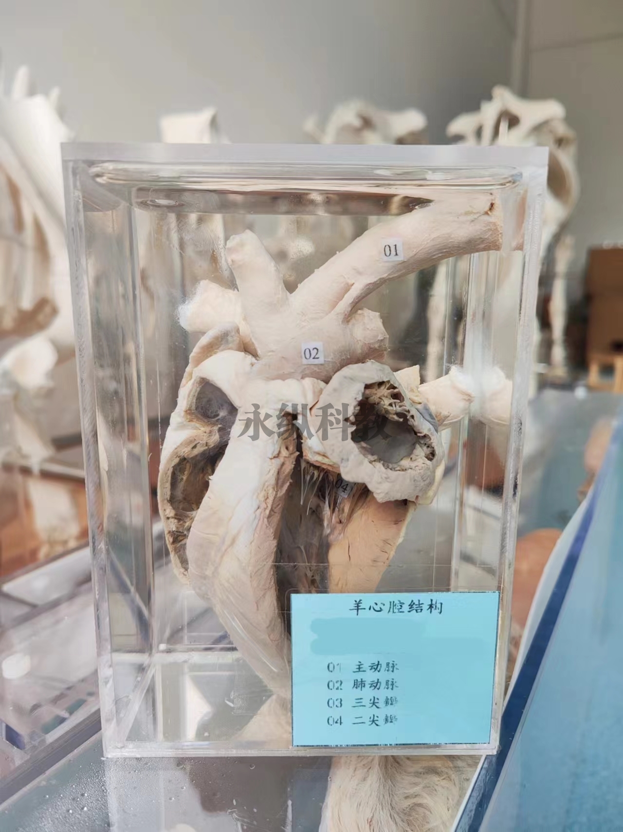 湘西动物解剖浸制标本