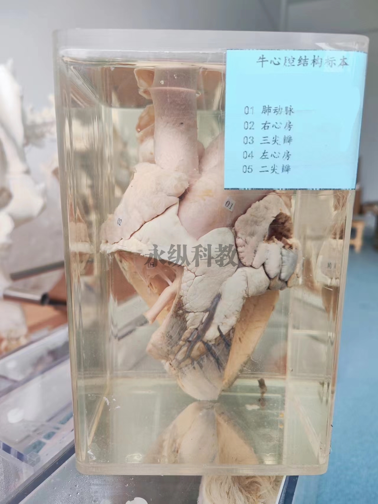 喀什动物解剖浸制标本