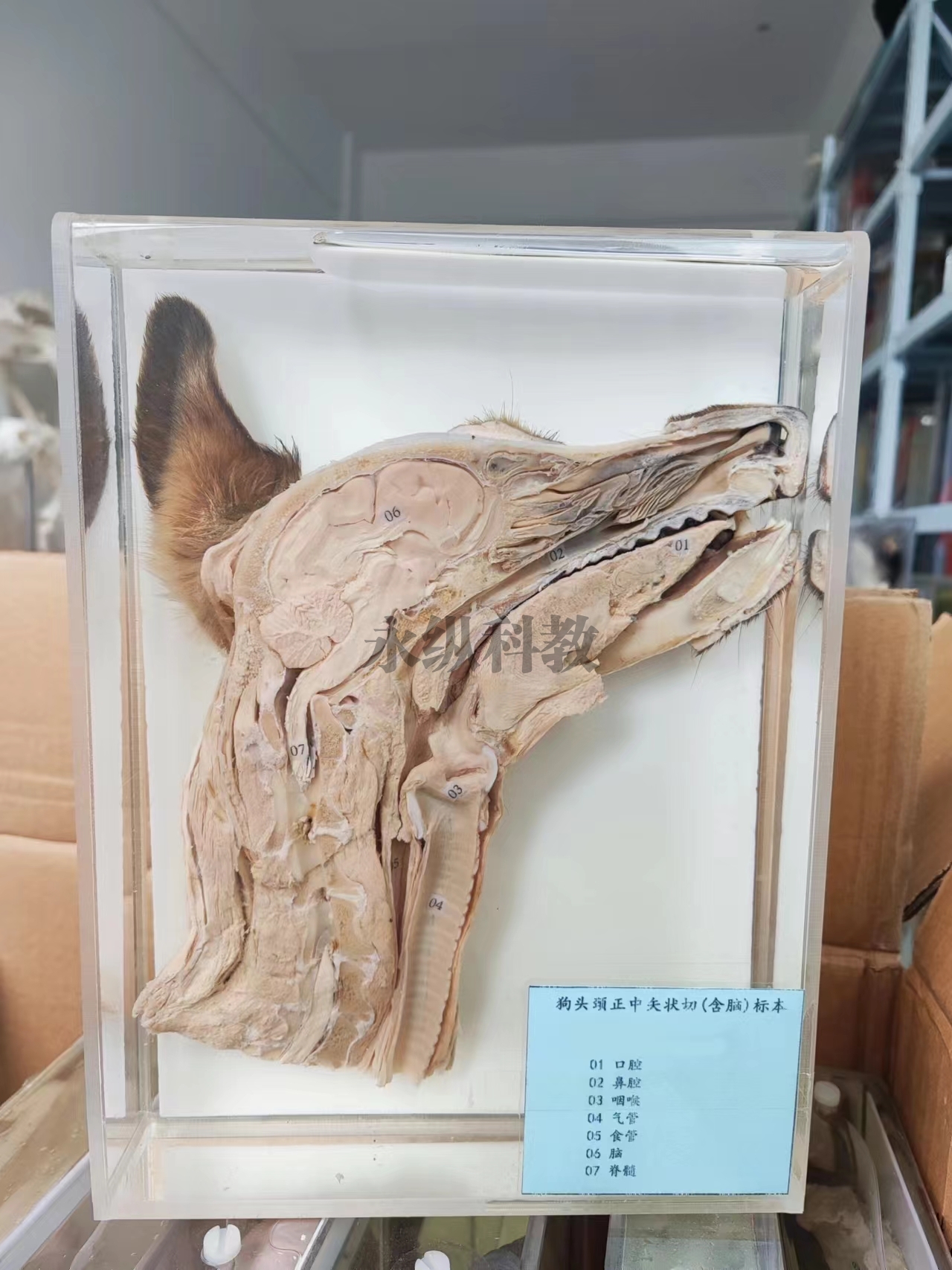神农架动物解剖浸制标本