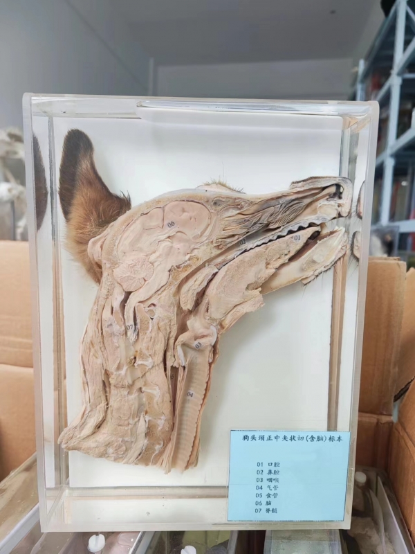 动物解剖浸制标本