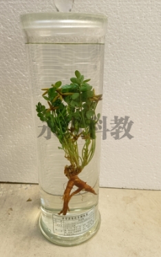 如何进行植物标本的浸制制作