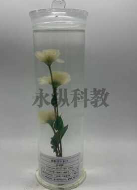 植物腊叶标本的制作过程