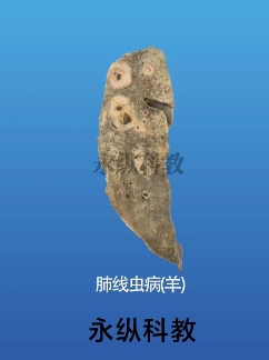 生物标本该怎么做